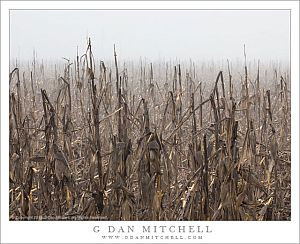 Corn Field, Fog