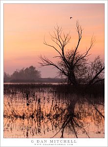 Crane, Tree, Morning Sky