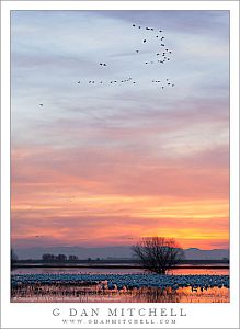 CranesGeeseSunsetTreePool20140101
