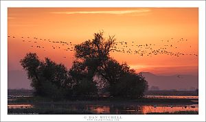 The Cranes Return, Dusk