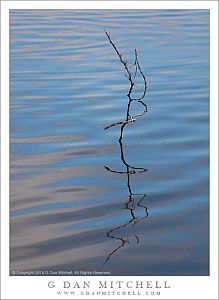 Curving Branch, Rippled Water