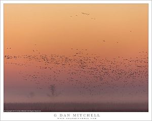 Dawn Birdscape