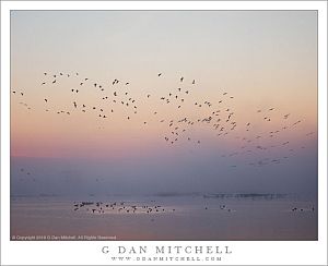 Wetlands Dawn, Arriving Birds