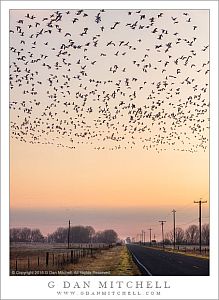 Dawn, New Year's Day 2016