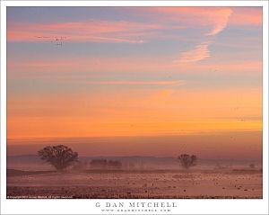 Distant Sierra, Wetlands Dawn