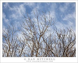 DormantTreesWinterSky20110123