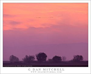 DuskCloudsTreesGeeseCentralValley20121211