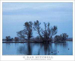 Evening Trees