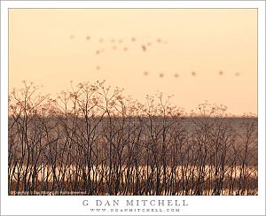 FennelDistantBirdsMorning20120128