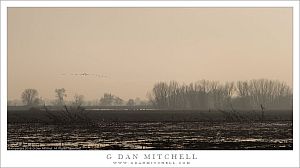 Winter Fields