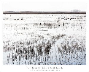 FloodedFieldWinterMOD MNWR20140101