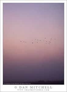 Birds, Fog, First Light
