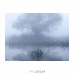 Fog, Tree, And Pond