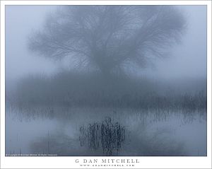 Fog, Tree, And Pond