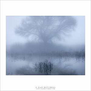 Fog, Tree, And Pond