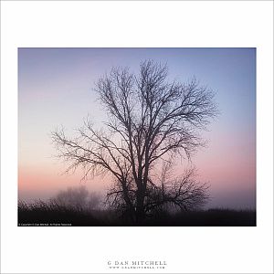 Fog and Tree at First Light