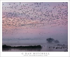 Geese, Dawn Sky, Fog