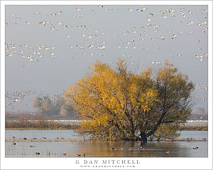 Marsh, Geese, Autum Tree