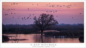Geese, Dusk, Pond, and Tree