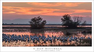 Geese, Sunset Sky
