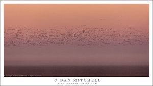 Ground, Fog, Birds, Sky