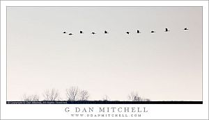 LeveeFogSandhillCranes20120128
