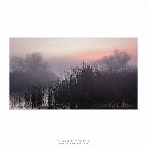 Marsh, Dawn Fog