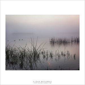 Marsh and Fog, Sunrise