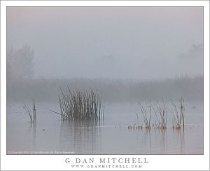 MarshGrassesFogMNWR20131124