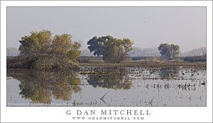 MarshPondTreesReflectionMNWR20131124