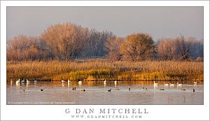 Marsh, Fog, Evening Light