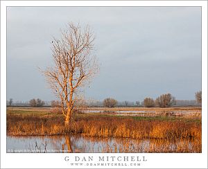 Wetlands Tree, Evening