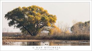 Marshland Trees, Autumn Haze