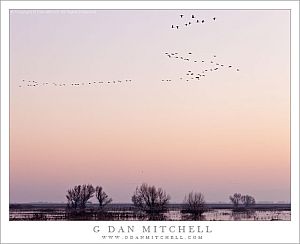 MigratoryBirdsMercedNWRDuskTrees20120128