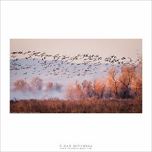 Morning Fog, Geese, and Trees