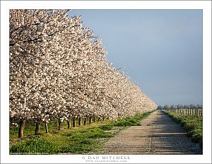 Orchard in Bloom, Country Road
