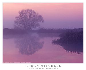 PondTreeFogDawnPinkMNWR20140214