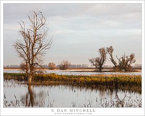 Winter Wetlands