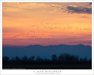 Post-Sunset Geese