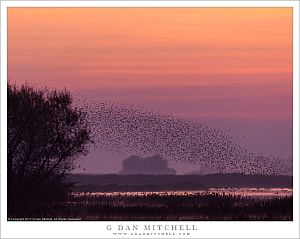 Birds Before Dawn