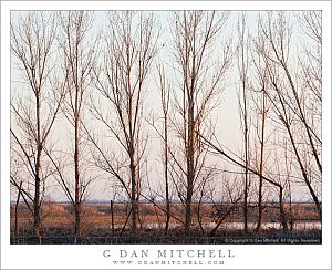 RowOfTreesWindbreak20120204