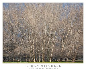 Central Valley Winter Trees