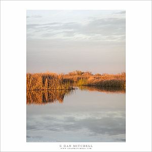Reeds, Sky, Reflecting Pond