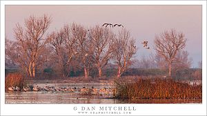 Sandhill Cranes, Pond, Sunrise