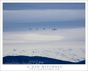 Tundra Swans, Mount Shasta, Winter