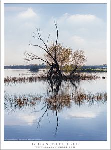 Snag, Pond, Clearing Fog