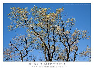 SpringOaksBlueSky20100424