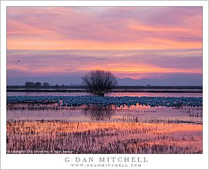 SunsetFlyInMNWR20140101