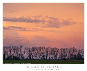 Sunset Sky, Trees