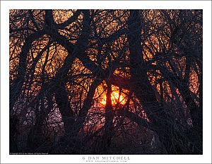 Sunset Through the Copse